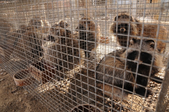 Neue Studien weisen auf Tiermarkt in China als Ausgangspunkt der COVID-19-Pandemie hin