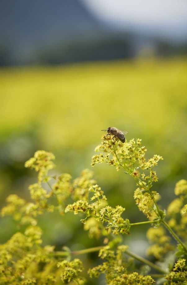 Für mehr Biodiversität: Ricola engagiert sich für Bienen