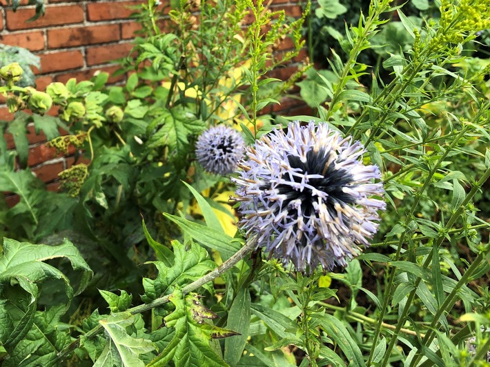 Wetterextreme im Garten: Was Pflanzenfans jetzt wissen müssen
