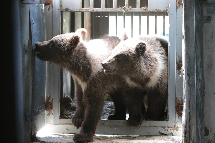 QUATRE PATTES offre un nouveau foyer à trois oursons exploités en tant qu’attraction touristique en Ukraine