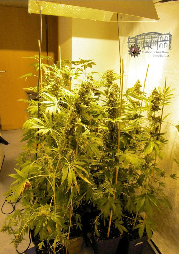 POL-PPWP: Cannabis in der Wohnung angebaut