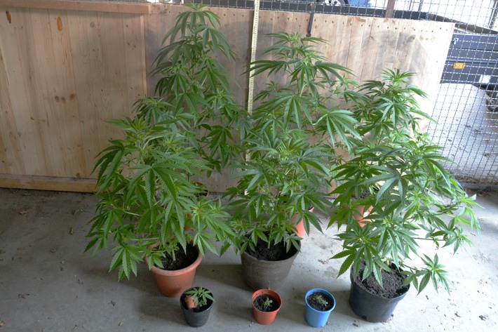 POL-WHV: Erfolgreiche Durchsuchung wegen illegalem Anbau von Betäubungsmitteln in Jever - Polizeikräfte beschlagnahmen Cannabispflanzen