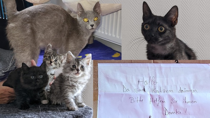 POL-GT: Katzenmütter und Kitten ausgesetzt - Zeugen gesucht
