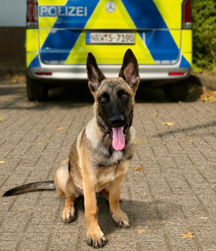 POL-EU: Verstärkung auf vier Pfoten: Diensthündin "Zelda" erweitert das Team der Polizei Euskirchen