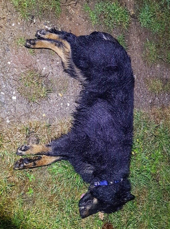LPI-NDH: Hund durch Verkehrsunfall getötet - Besitzer unbekannt