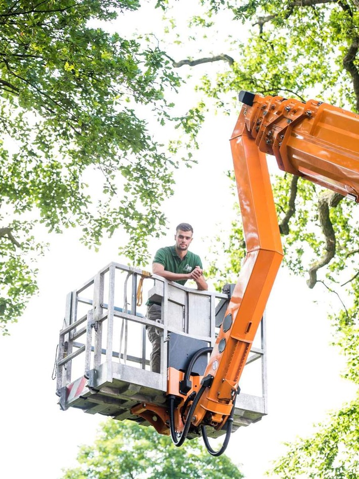 Bäume leiden unter der zunehmenden Hitze in Deutschland/ Baumpflege durch Bremer Baumdienst GmbH