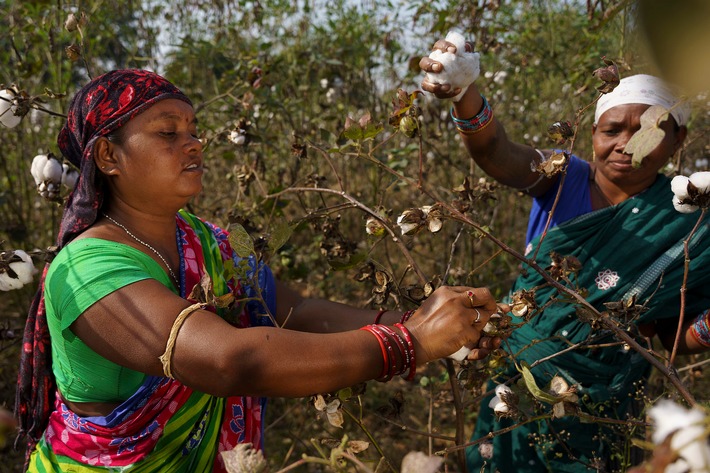 Neue Studie: Fairtrade-Baumwolle besser fürs Klima