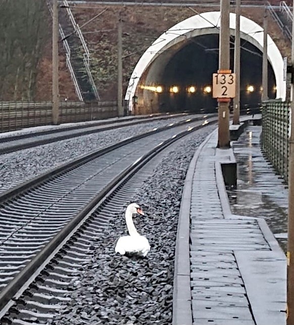 BPOL-KS: Trauernder Schwan sorgt für Zugverspätungen