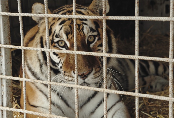 QUATRE PATTES sauve les derniers tigres de cirque de Slovaquie