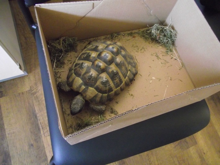 POL-HRO: Schildkröte aufgefunden in Selow