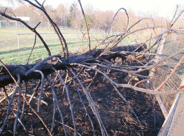 POL-GÖ: (154/2021) Feuer am Sportplatz: Unbekannte zünden gefällten Baum in Bad Sachsa an, Zeugen gesucht