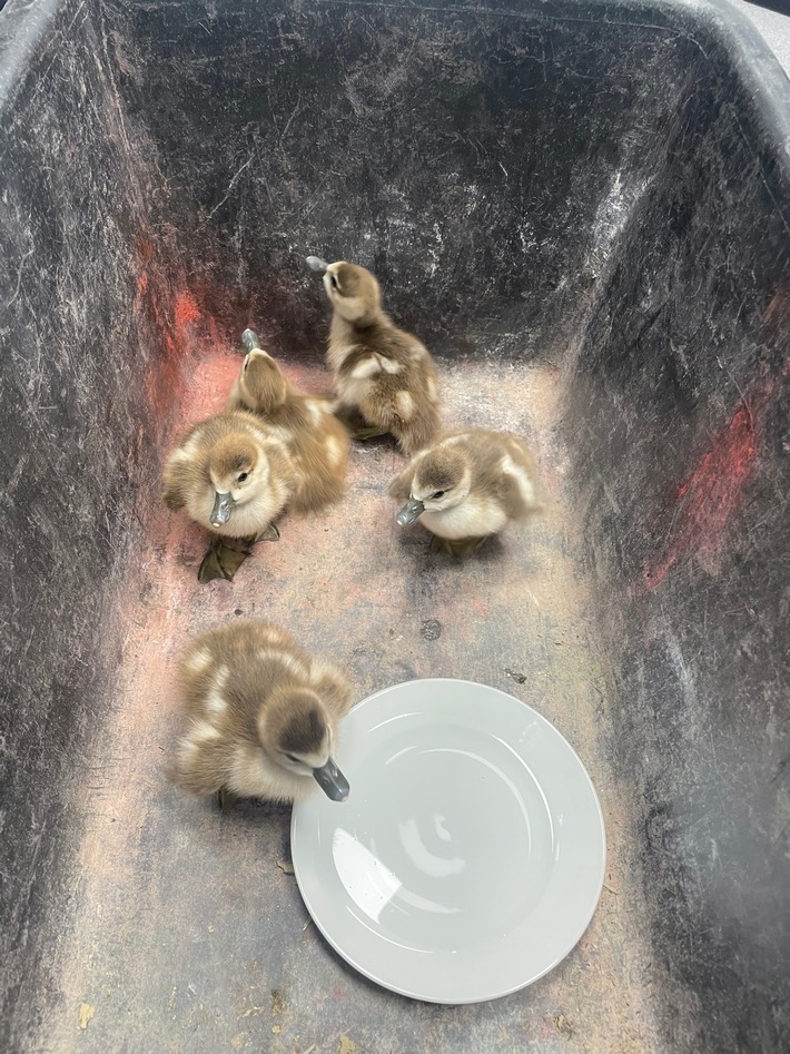 POL-PB: Fünf Entenküken von Landstraße gerettet
