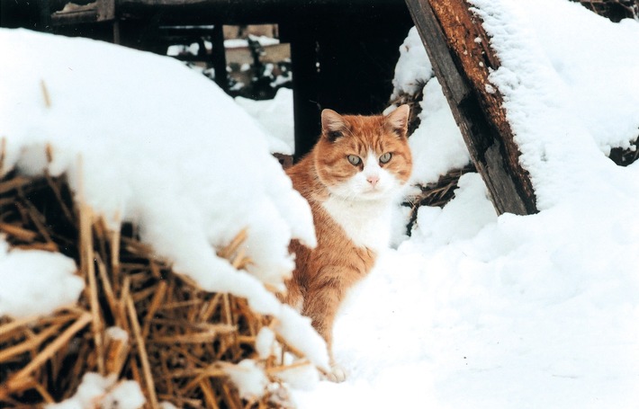 VIER PFOTEN zeigt Vorsichtsmassnahmen auf, welche die Sicherheit von Katzen in der kalten Jahreszeit gewährleisten