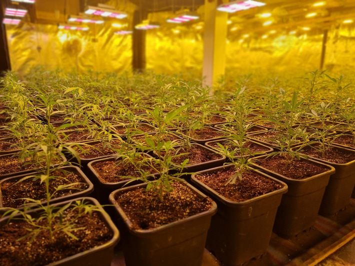 POL-EN: Gevelsberg- Drogenplantage in Lagerhalle entdeckt