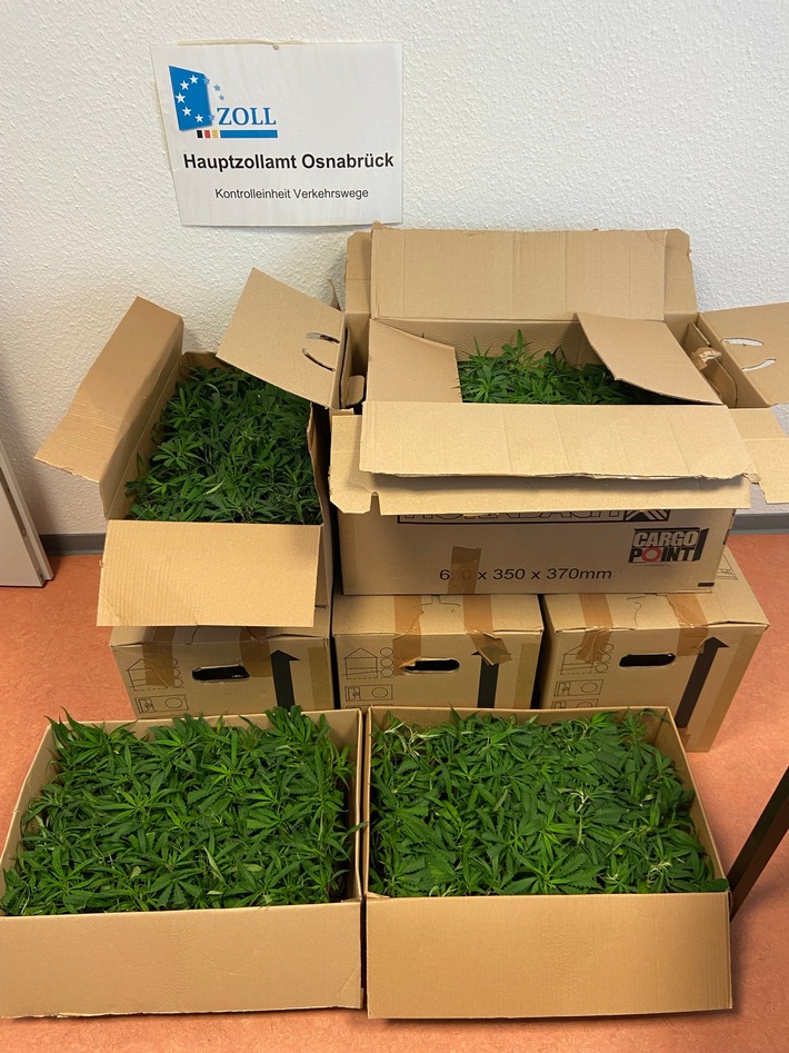 HZA-OS: Osnabrücker Zoll findet 1.232 Cannabispflanzen im Kofferraum