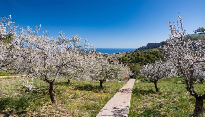 Entdecken Sie den Zauber der Mandelblüte auf Mallorca / schauinsland-reisen verwandelt den Winter in einen Frühlingstraum schon ab 699 Euro pro Person