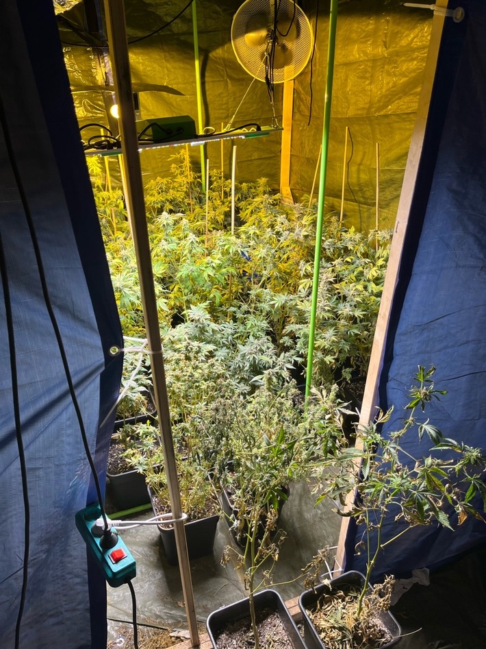 POL-BI: Illegale Cannabis-Plantage aufgedeckt