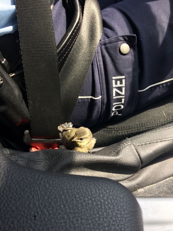 POL-D: Tierischer Einsatz - Polizei rettet jungen Singvogel - Bild hängt an