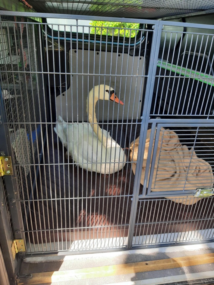 BPOL-KL: Bundespolizei rettet erneut einen Schwan in Not