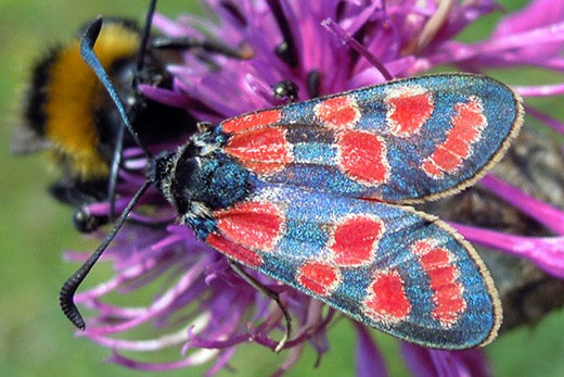 PM Gefährdete Lebensräume im Naturschutzgebiet Lange Dreisch und Osterberg wiederhergestellt