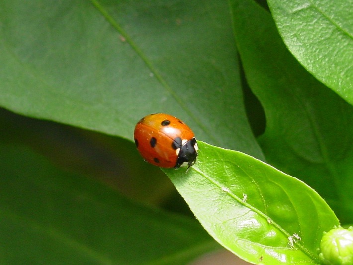 Grüne Revolution - Milliarden Insekten, Spinnentiere und Milben sorgen in Andalusien für gesundes Obst und Gemüse für Europa