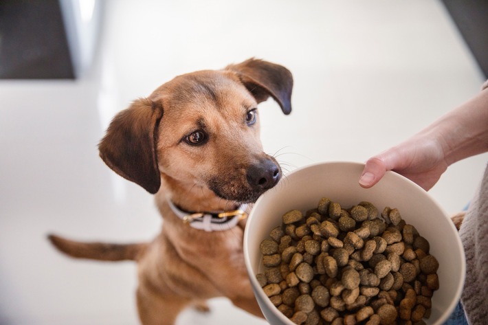 Nur das Beste für meinen Hund / Mehrheit der Deutschen legt mehr Wert auf Hundenahrung als auf ihre eigene Ernährung