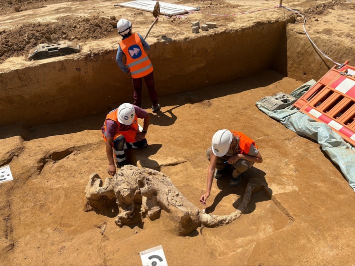 SuedLink: Weitere seltene Eiszeit-Funde auf der Baustelle bei Lauda-Königshofen 