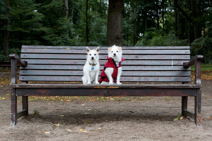 L’amour comporte des responsabilités, aussi envers les animaux de compagnie