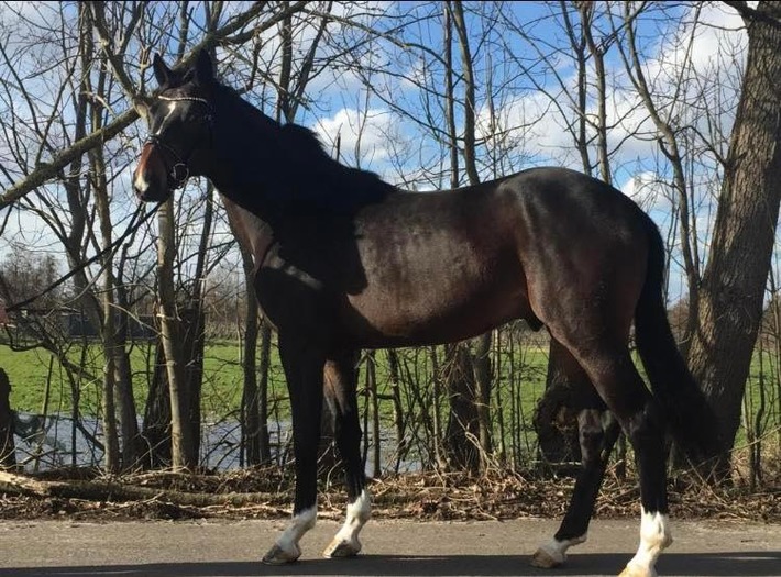 POL-STD: Unbekannte entwenden hochwertiges Reitpferd in Buxtehude