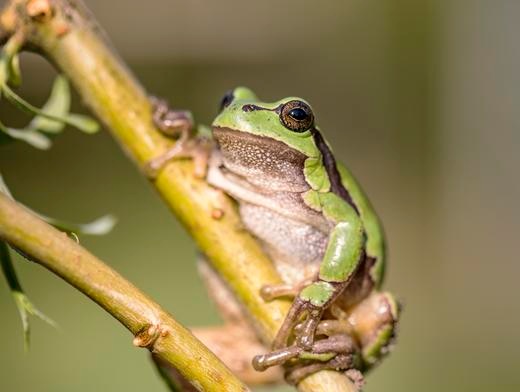 PM: Rettungsprojekt für den Laubfrosch startet im Landkreis Ravensburg