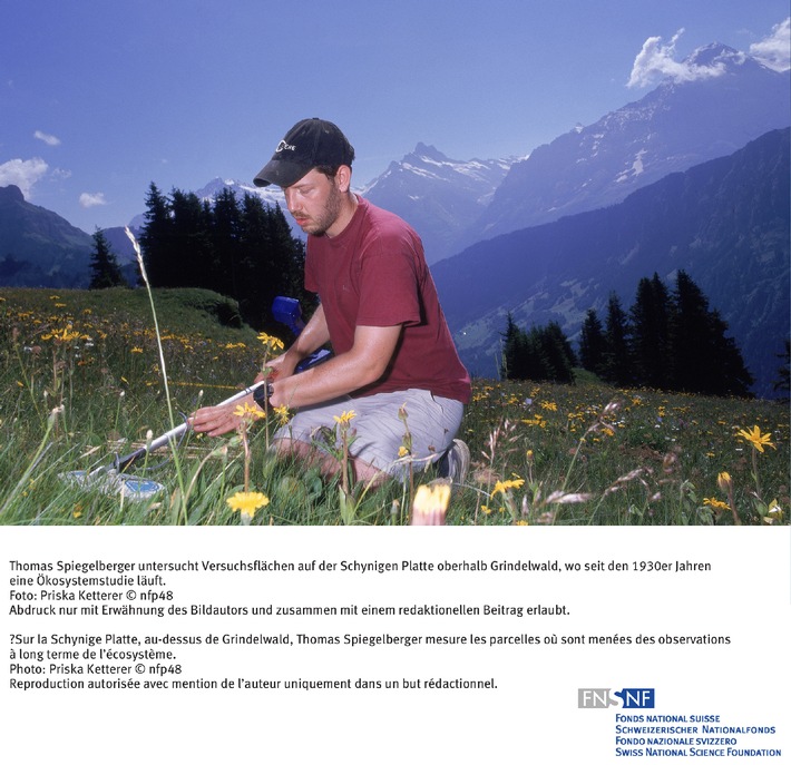 SNF: Bild des Monats 2006: Alpenvegetation durch Kalkgaben für 
Jahrzehnte verändert