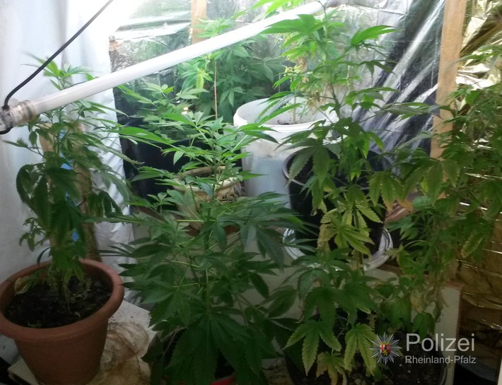 POL-PPWP: Drogenfahnder finden Indoor-Plantagen