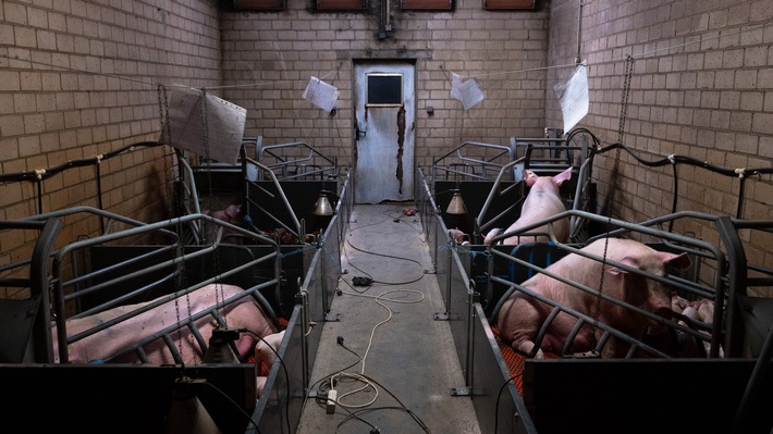 Tierquälerei auch für "Tierwohl"-Fleisch die Regel / ARIWA deckt 21 Schweineställe auf und stellt Strafanzeigen