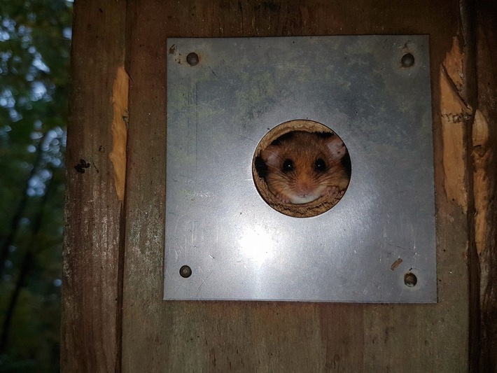 Mittagsführung "Heckengeister und Klettermeister" im Naturmuseum Solothurn
