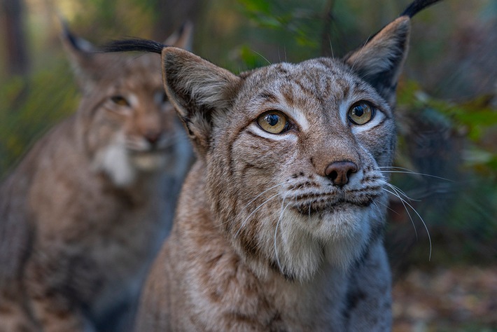 Luchse Ludwig und Lunabell bleiben HörPartner-Paten: Hörakustiker sind Fans der Raubkatzen mit den sprichwörtlich guten Ohren