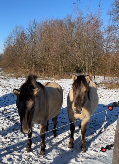 POL-OG: Offenburg, Rammersweier - Pferd eingefangen - Mit guten Nachrichten ins Wochenende