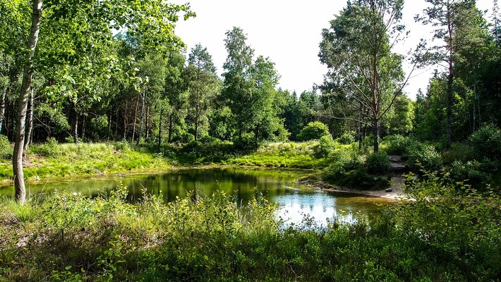 ++ Ökotipp: Hinaus ins Grüne – Worauf achten im Wald und an Gewässern? ++