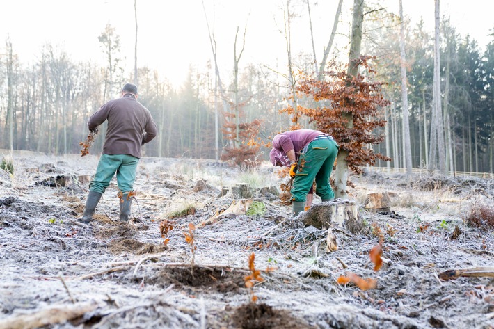 lavera forstet auf - Waldarbeiter bepflanzen den Benther Berg - Shino Photography (2).jpg