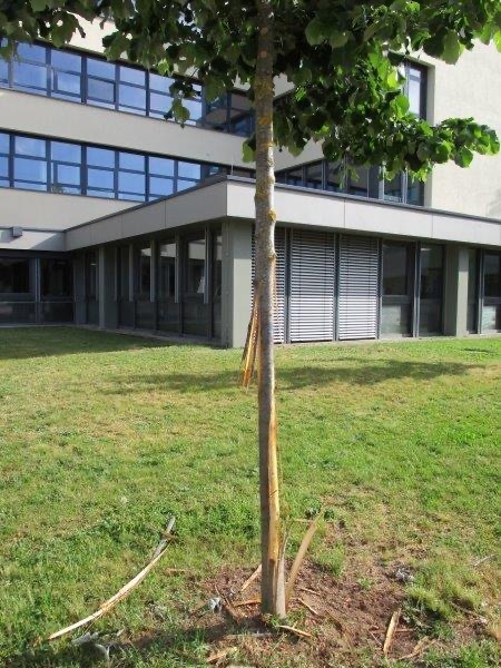 POL-OG: Offenburg - Rinde an Bäumen entfernt, Zeugen gesucht