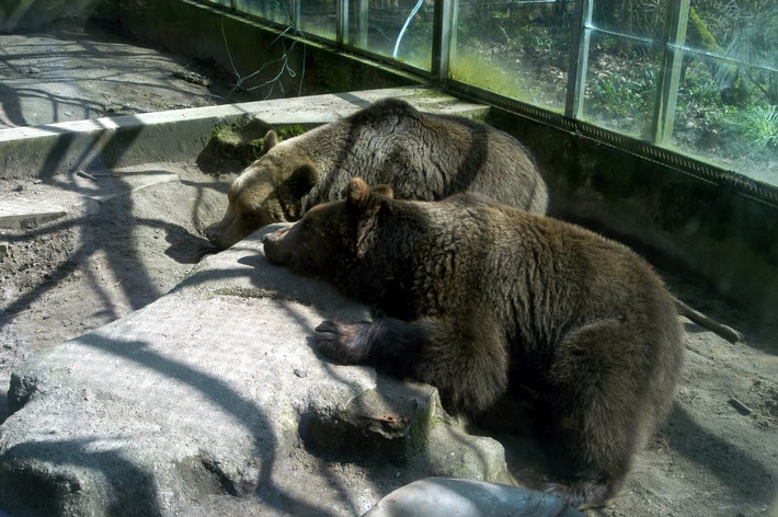 Neues Zuhause für die Bären aus dem Tierpark Kalletal / VIER PFOTEN überführt zwei Bären in den BÄRENWALD Müritz