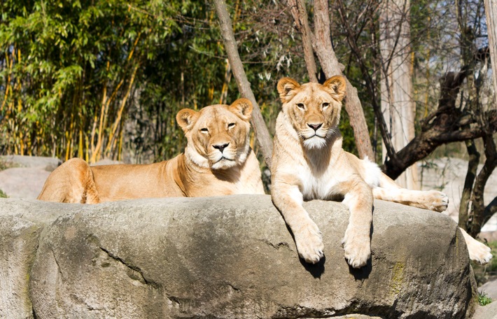 Deutschlands größtes Zoo-Ranking 2025: Vogelpark Marlow, Naturschutz-Tierpark Görlitz und Vogelburg Weilrod vorn