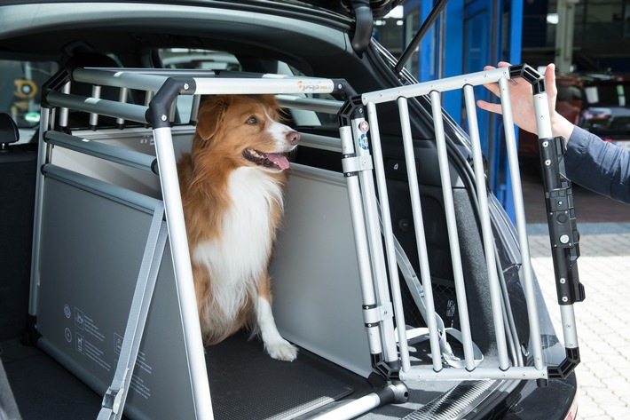 Verkehrssicherheit / Todesfalle Auto - wenn Hunde falsch gesichert sind (BILD)