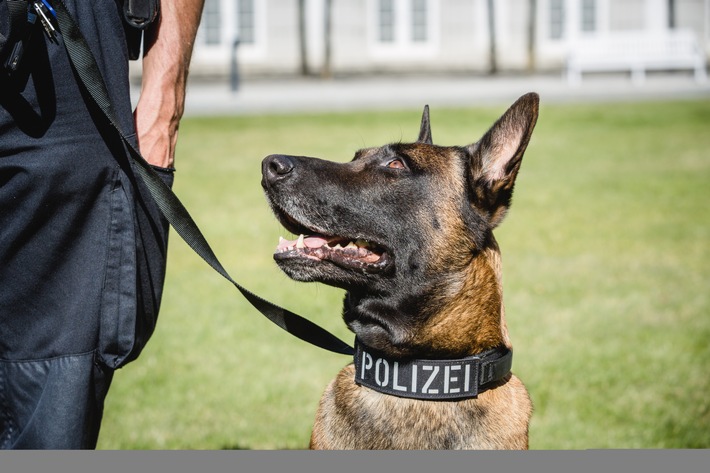 POL-RBK: Bergisch Gladbach - Diensthund fasst Einbrecher auf der Flucht