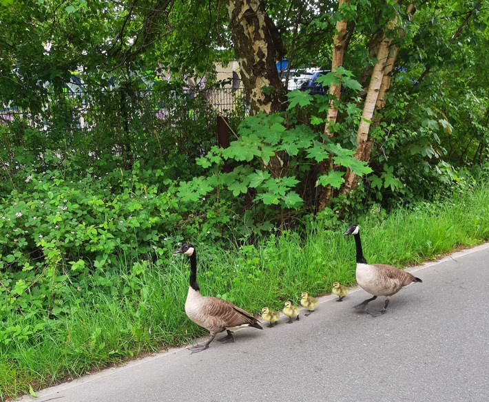 POL-KI: 240528.4 Kiel: Tierischer Einsatz auf der Veloroute 10