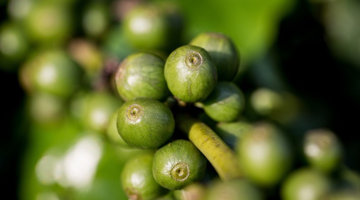 Melitta und HRNS: Kreislaufwirtschaftsprojekt im Kaffeesektor