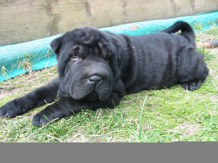 POL-NOM: Hundewelpe "Shar-Pei" entwendet