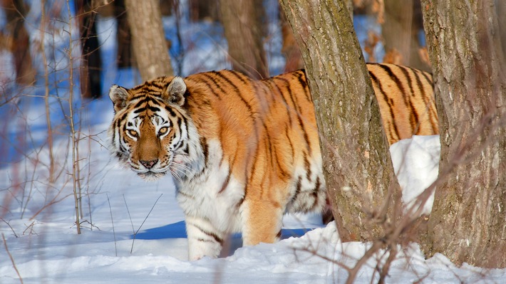 "Terra X: Asien" im ZDF / Siebenteilige ZDF/BBC-Naturdoku-Reihe über einen faszinierenden Kontinent