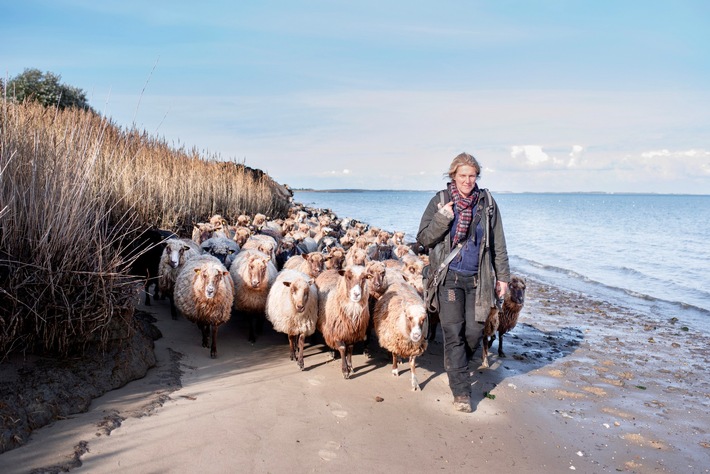 Landschaftspfleger auf vier Beinen zurück auf Sylt