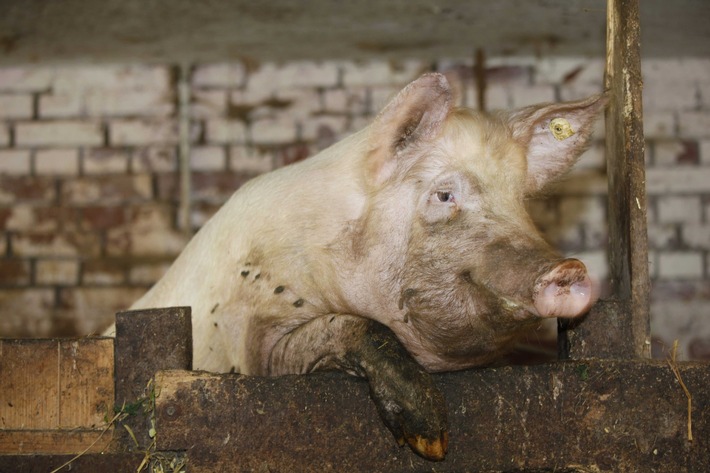DBU fördert neue Lern-Plattform: Spielerisch zur emissionsarmen Schweinehaltung der Zukunft