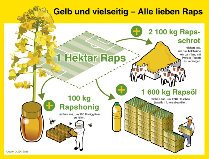 Honigbienen fliegen auf Raps